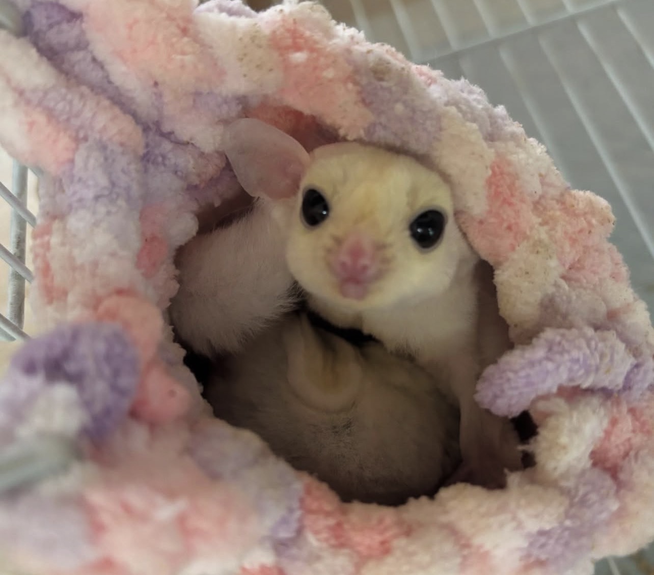 保護中: 「飼ってみたい」を、安心して始められる場所。爬虫類・小動物専門店「ちっちゃいものクラブ」